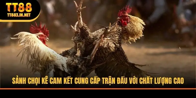 Sảnh chọi kê cam kết cung cấp trận đấu với chất lượng cao